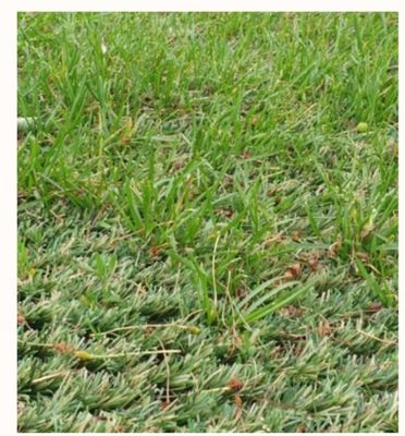 25 mm Pile Height Hybrid kunstgras tapijt met ultra hoge slijtvastheid voor gemengd leggen met natuurlijk gras